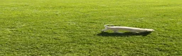 Pug dogs for sale: Kipp - Ad 6