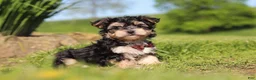 Morkie dogs for sale: Scooby - Ad 4