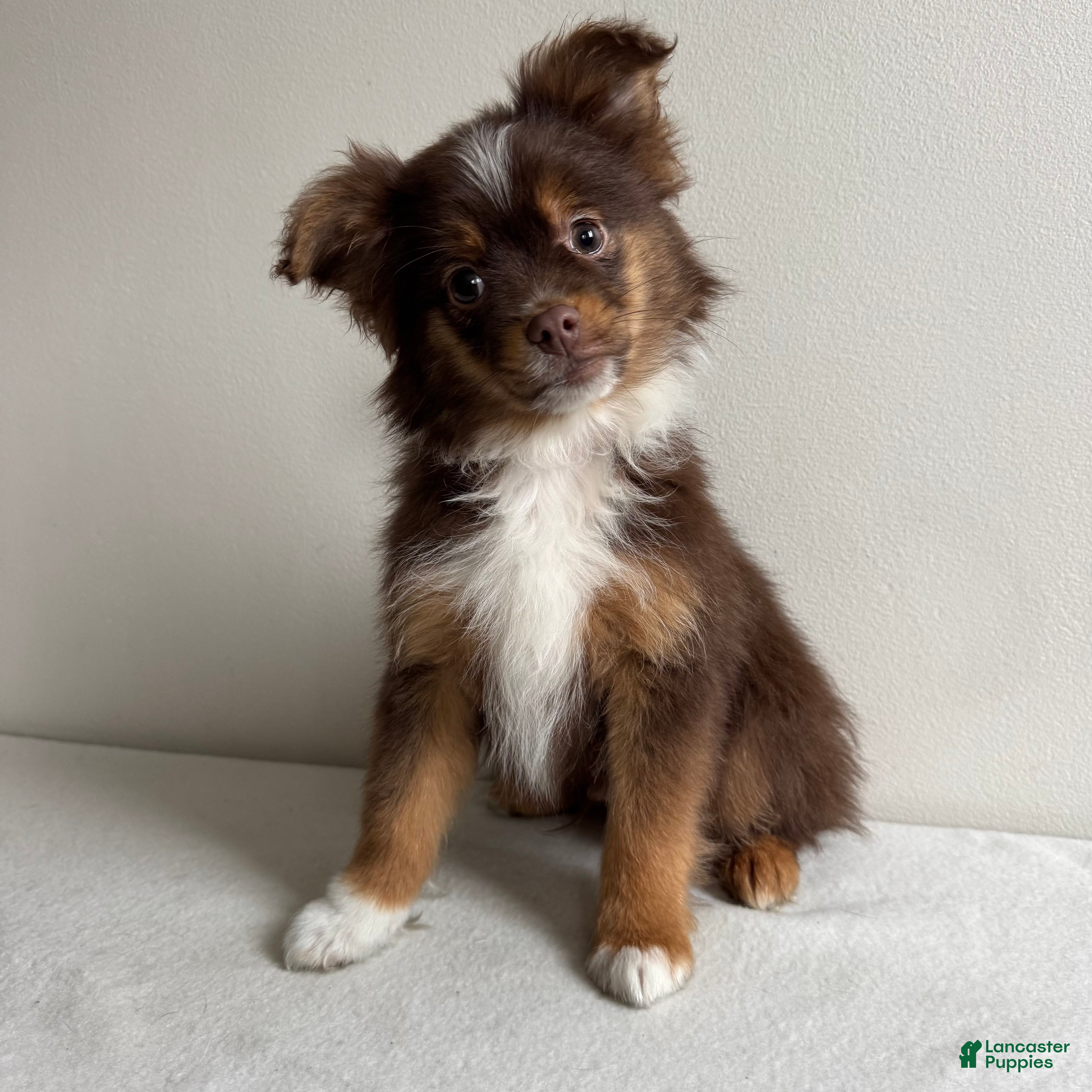Toy Australian Shepherd dogs Petey - Ad 5