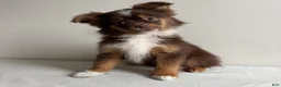 Toy Australian Shepherd dogs for sale: Petey - Ad 1