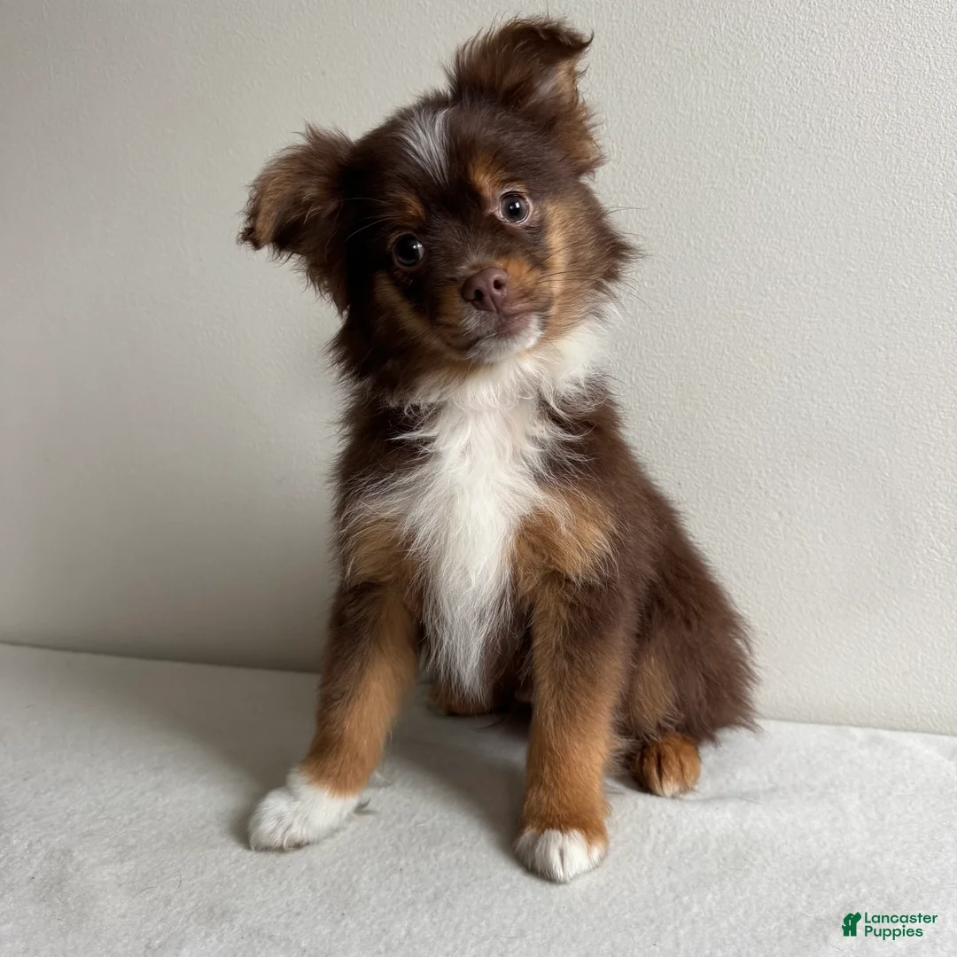 Toy Australian Shepherd dogs for sale: Petey - Ad 1