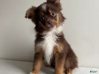 Toy Australian Shepherd dogs Petey - Ad 9