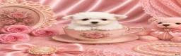 Maltese dogs for sale: Teacup/Pocketbook Malteses - Ad 1