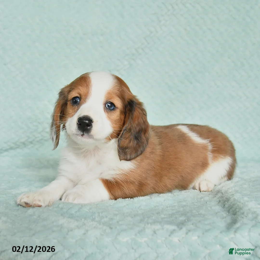 Miniature Dachshund dogs for sale: Dreamer - Ad 3