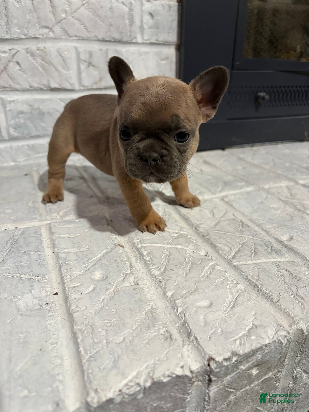 French Bulldog dogs for sale: Reese - Ad 3