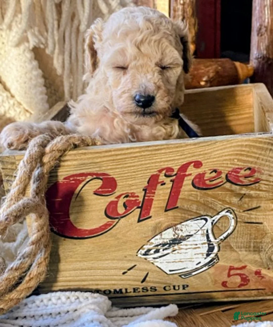 Toy Poodle dogs for sale: SWEET CAMERON  - Ad 14