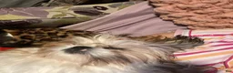 Shih Tzu dogs for sale: Shih Tzu 1 - Ad 3