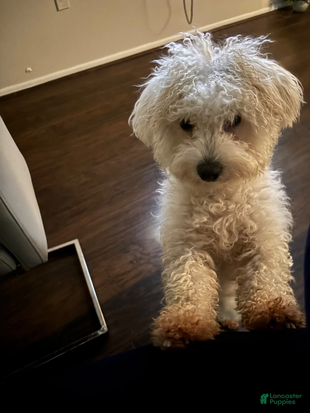 Mixed Breed dogs for sale: Mixed Breed 1 - Ad 2