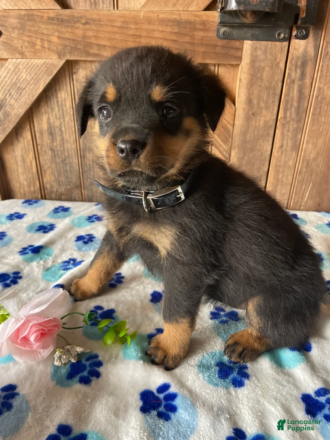 Rottweiler dogs for sale: Bella - Ad 4