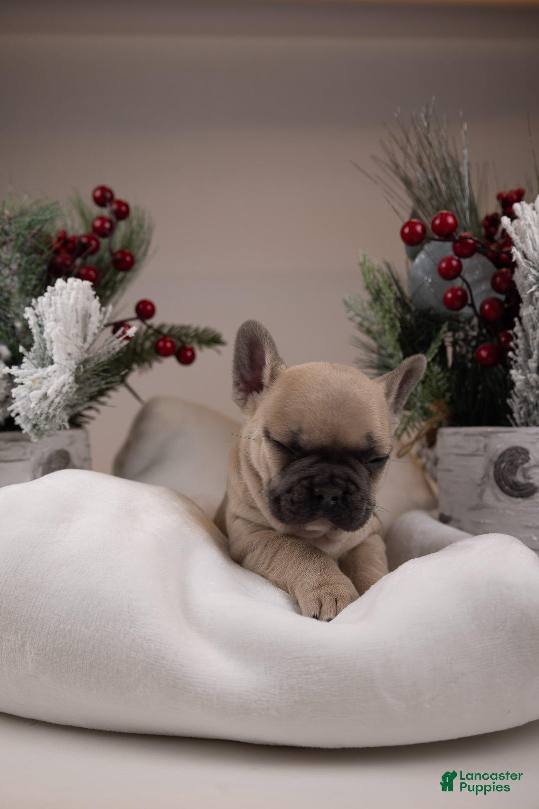 French Bulldog dogs for sale: Bluey - Ad 30