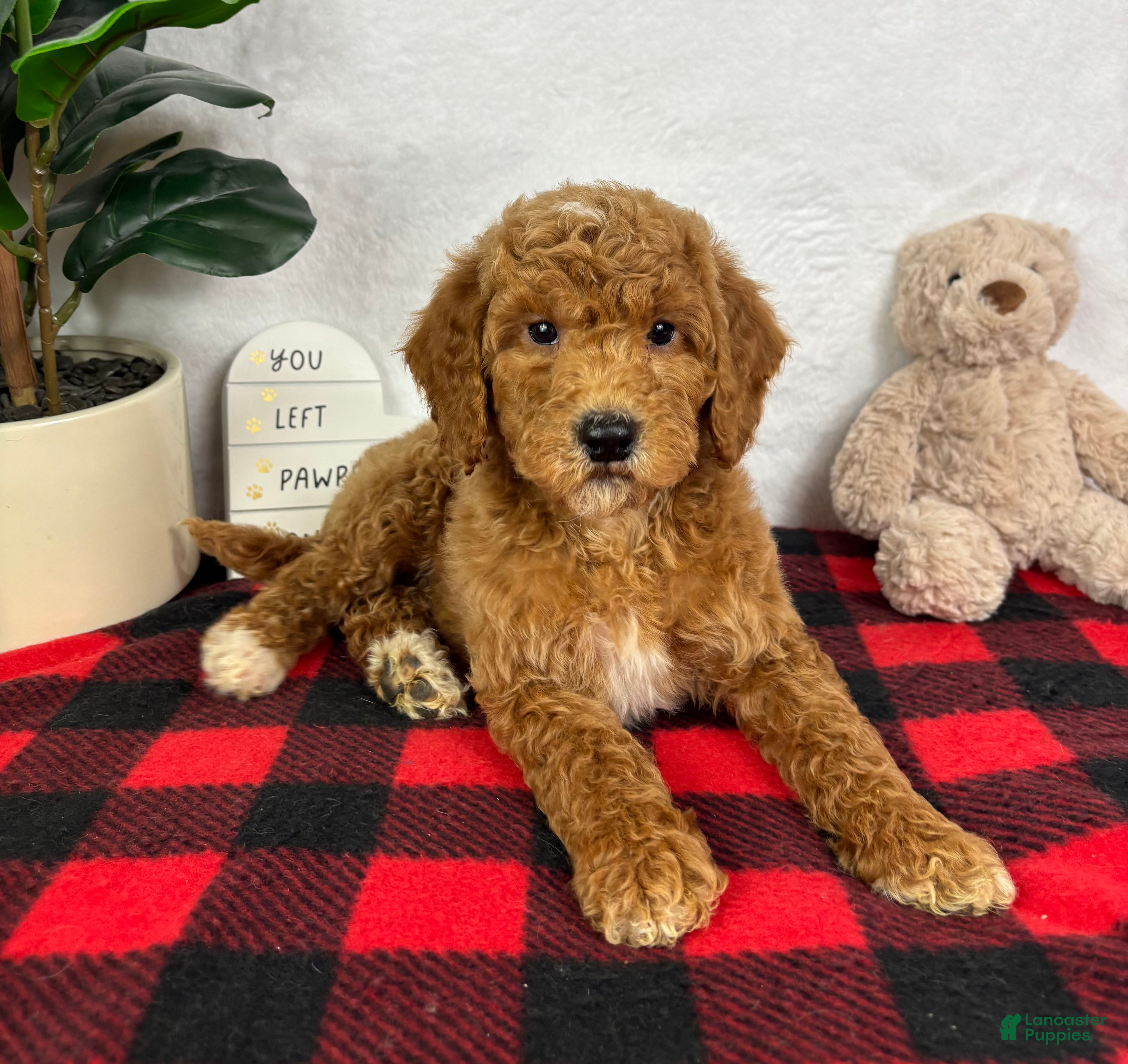 Mini Goldendoodle dogs Ginger - Ad 7