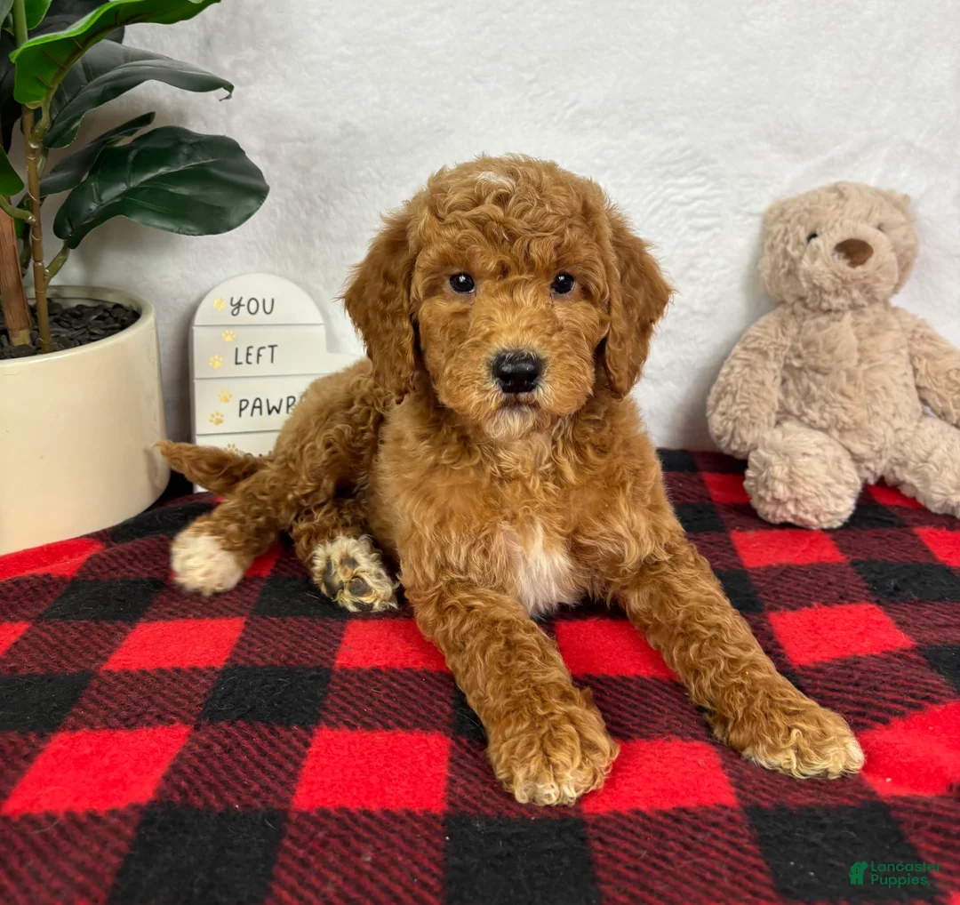 Mini Goldendoodle dogs for sale: Ginger - Ad 1