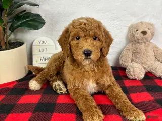 Mini Goldendoodle dogs Ginger - Ad 7
