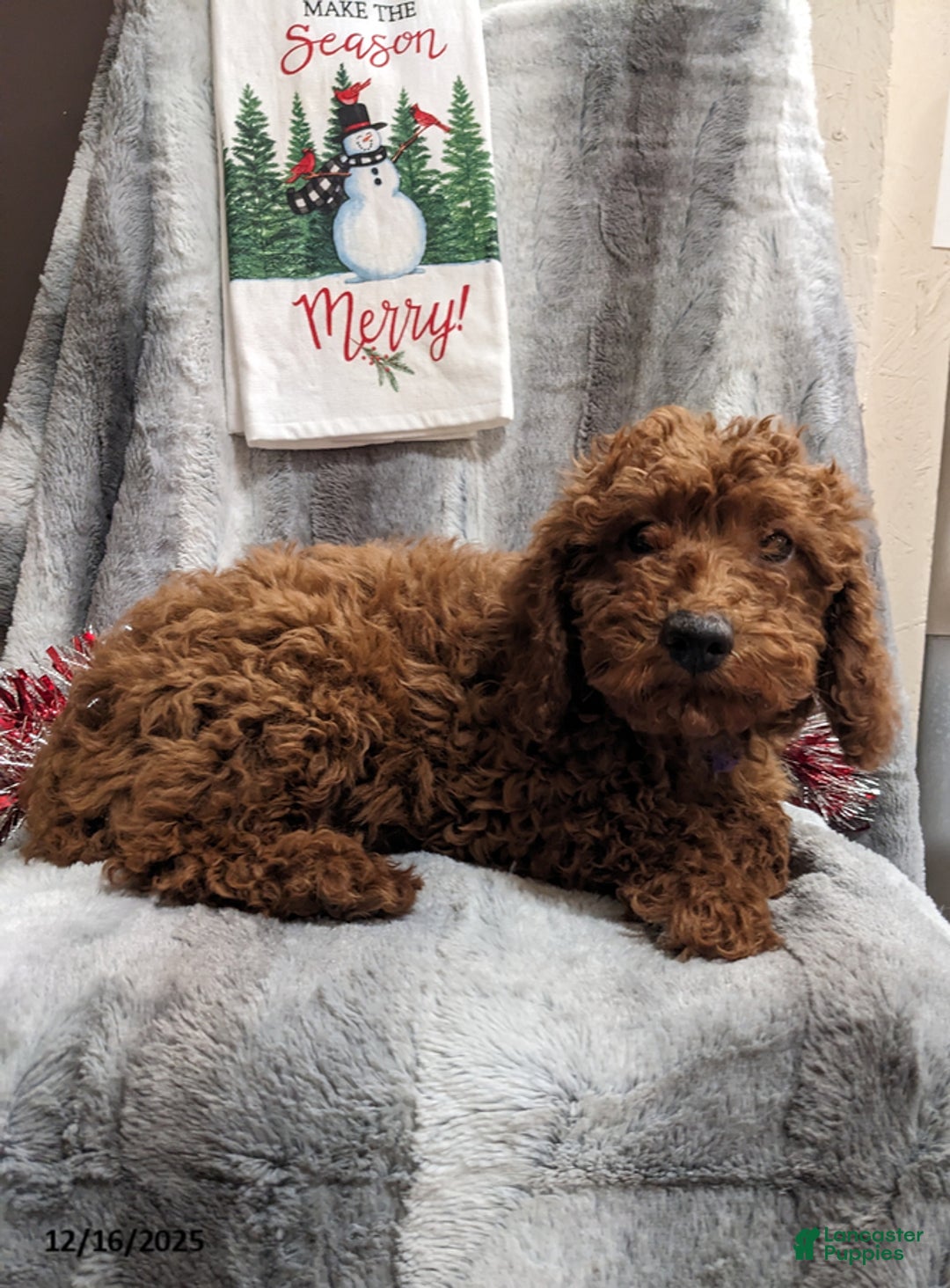 Miniature Poodle dogs for sale: Jordan - Ad 2
