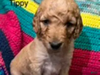 Goldendoodle dogs Tippy - Ad 4