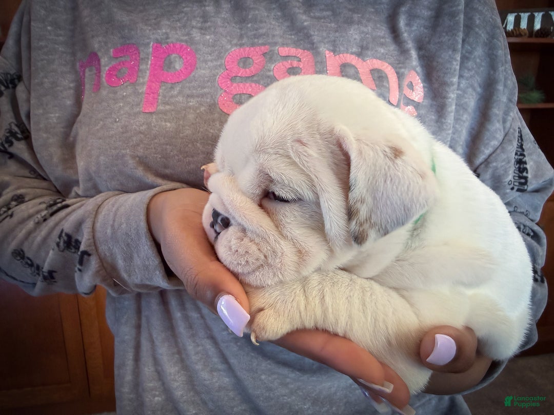 English Bulldog dogs for sale: Jasper - Ad 8