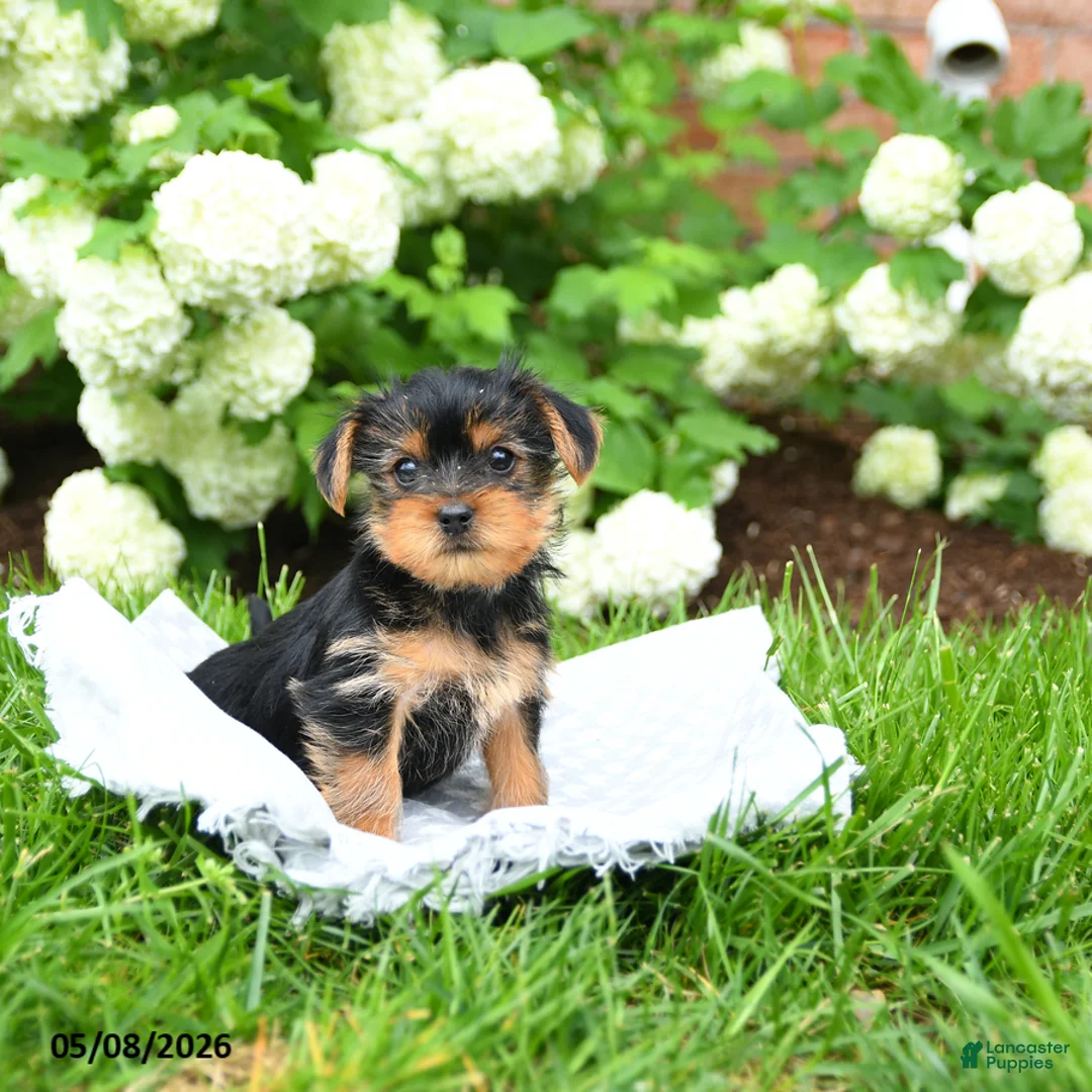 Yorkshire Terrier dogs for sale: Donald - Ad 2