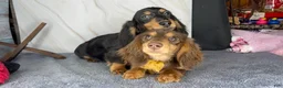 Miniature Dachshund dogs for sale: Import champion blood - Ad 4