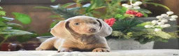 Dachshund dogs for sale: Frosty - Ad 4