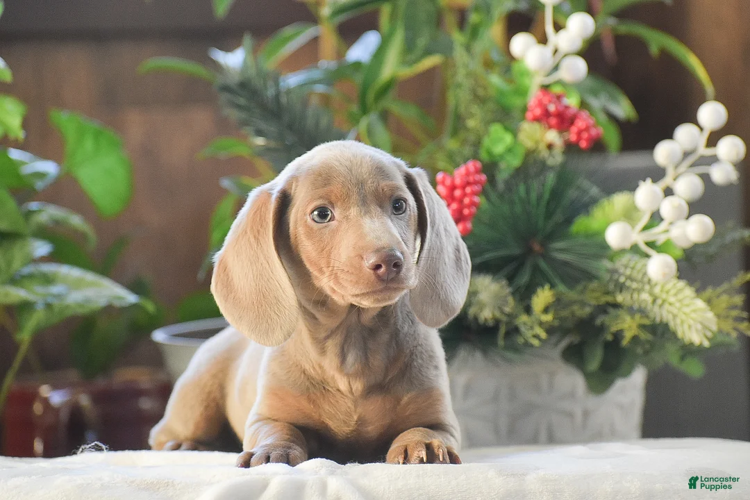 Dachshund dogs for sale: Frosty - Ad 4