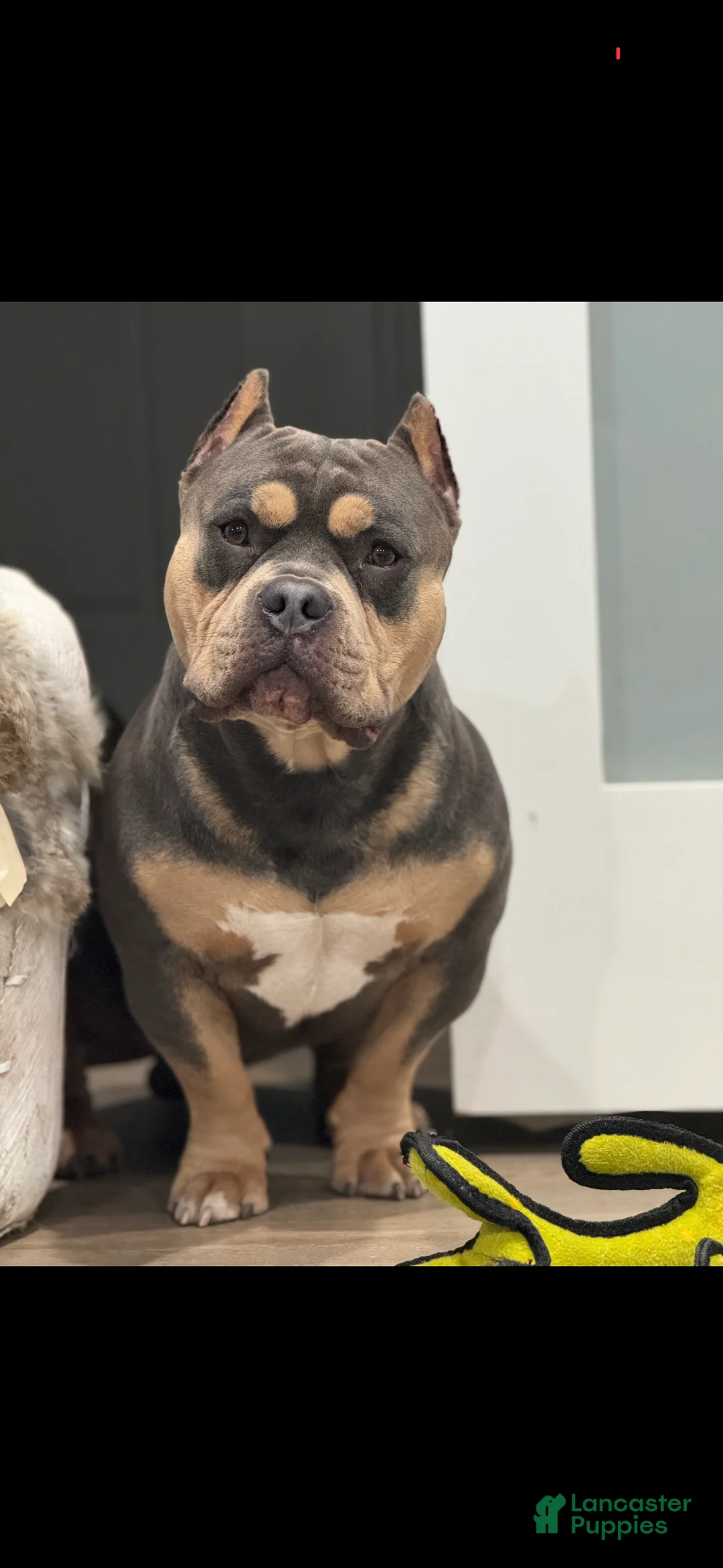 American Bully dogs for sale: American Bully Puppy 2 - Ad 3