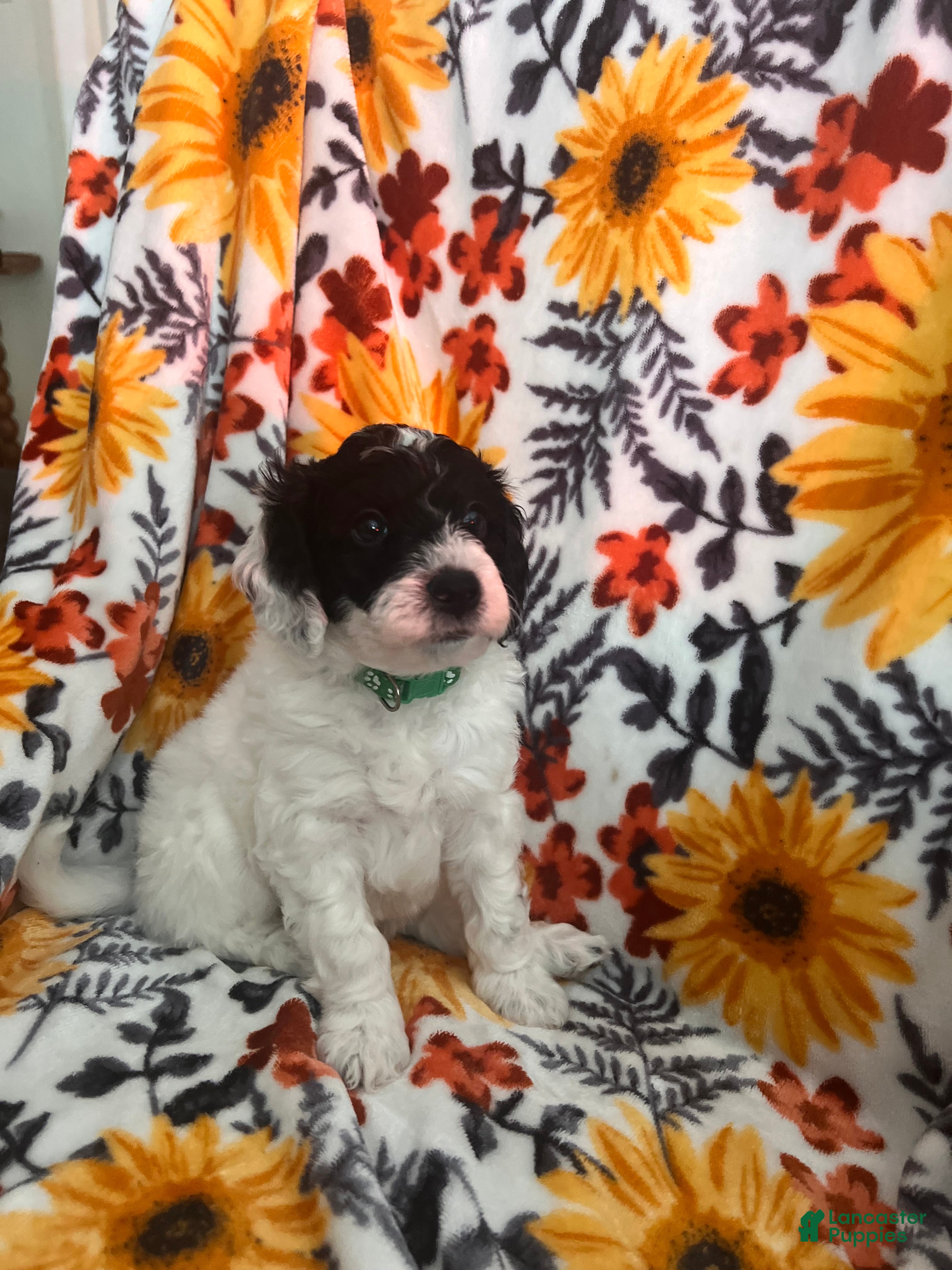 Mini Sheepadoodle dogs Dark green-Noir - Ad 2