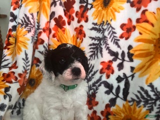 Mini Sheepadoodle dogs Dark green-Noir - Ad 3