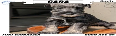 Cara