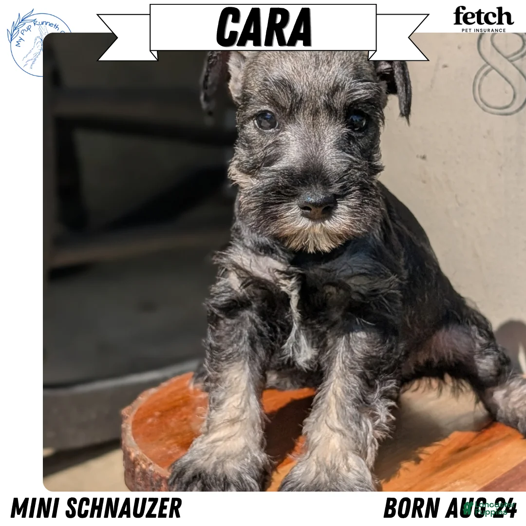 Miniature Schnauzer dogs for sale: Cara - Ad 1