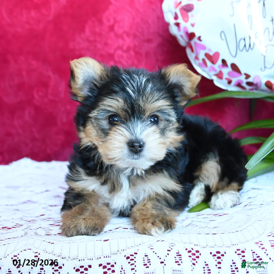Yorkshire Terrier dogs for sale: Sheila - Ad 2