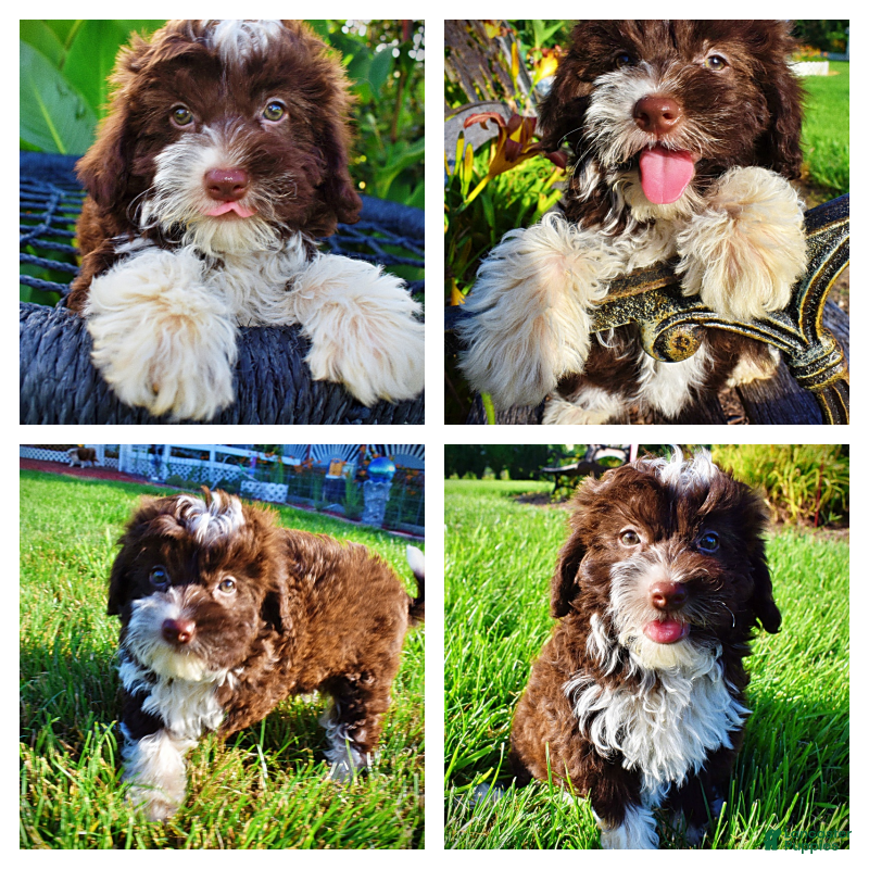 Havapoo dogs Dexter - Ad 1