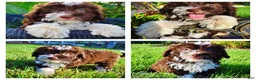 Havapoo dogs for sale: Dexter - Ad 1