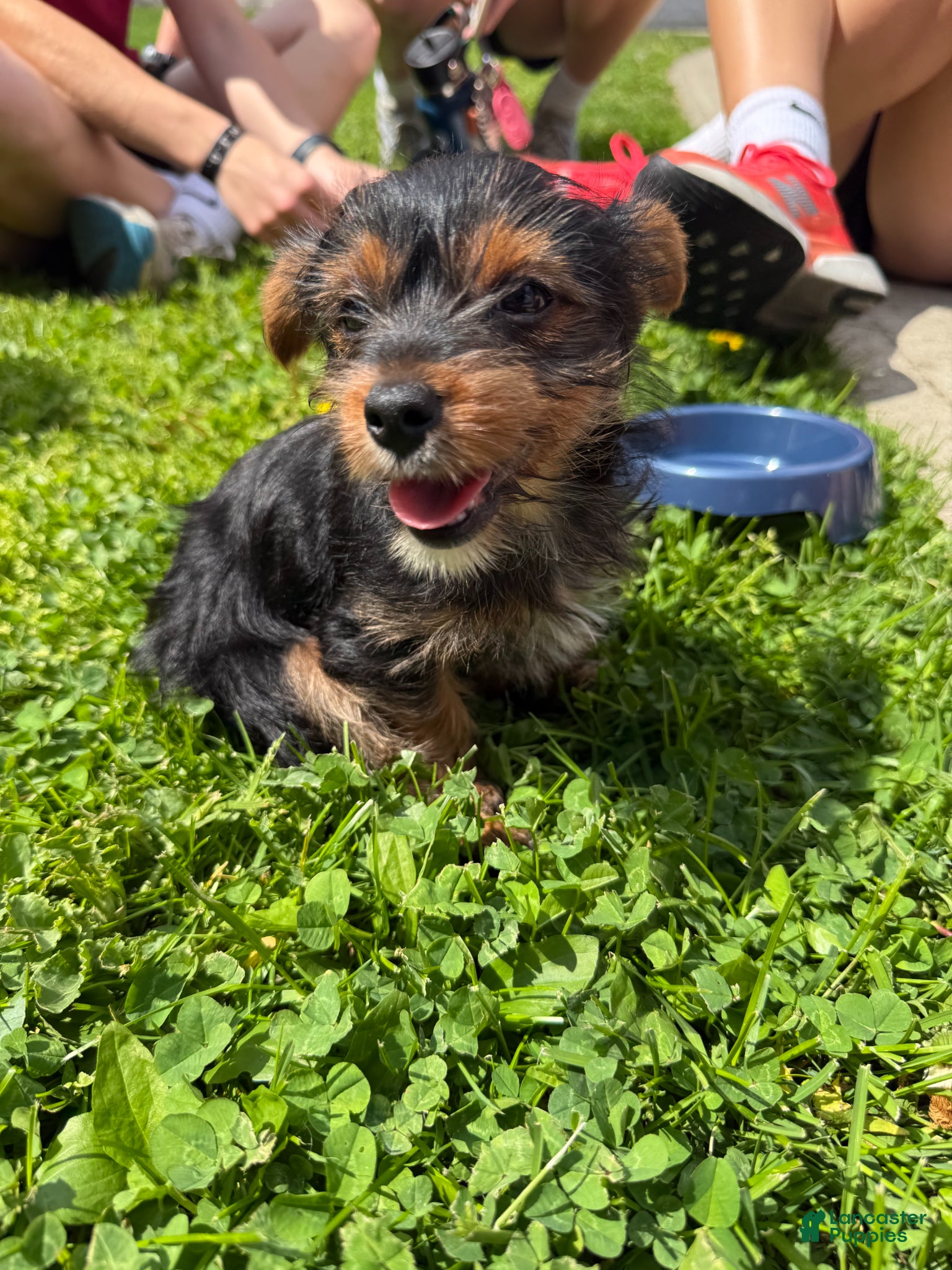 Yorkshire Terrier dogs Yorkshire Terrier Puppy 1 - Ad 37