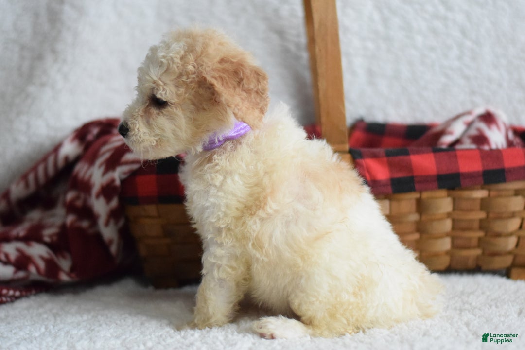 Goldendoodle dogs for sale: Goldendoodle Puppy 2 - Ad 4