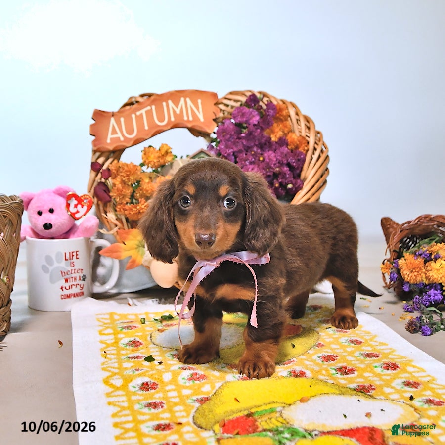 Dachshund dogs Mae  - Ad 2