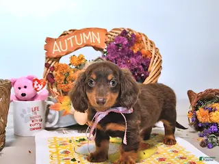 Dachshund dogs Mae - Ad 2