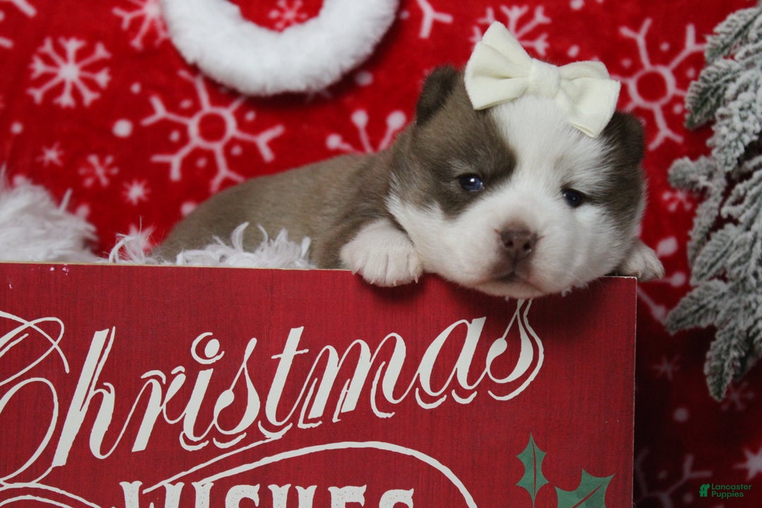 Pomsky dogs for sale: Denali  - Ad 8