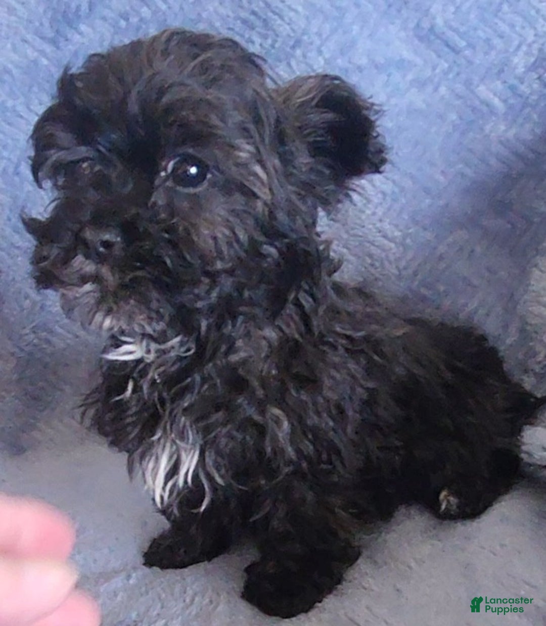Shihpoo dogs for sale: Andy - Ad 4