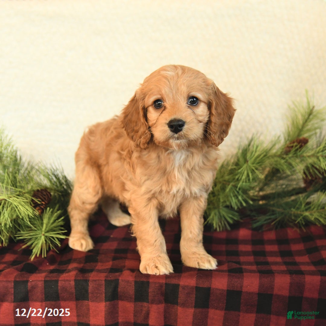 Cockapoo dogs for sale: Winston - Ad 3