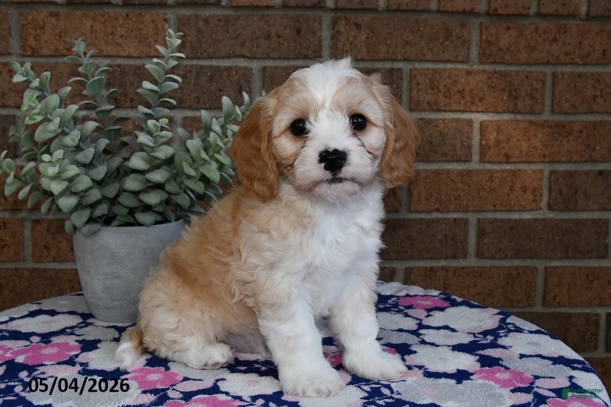 Cavachon dogs Elmo - Ad 1