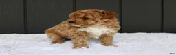 Miniature Poodle dogs for sale: AKC Max  - Ad 3