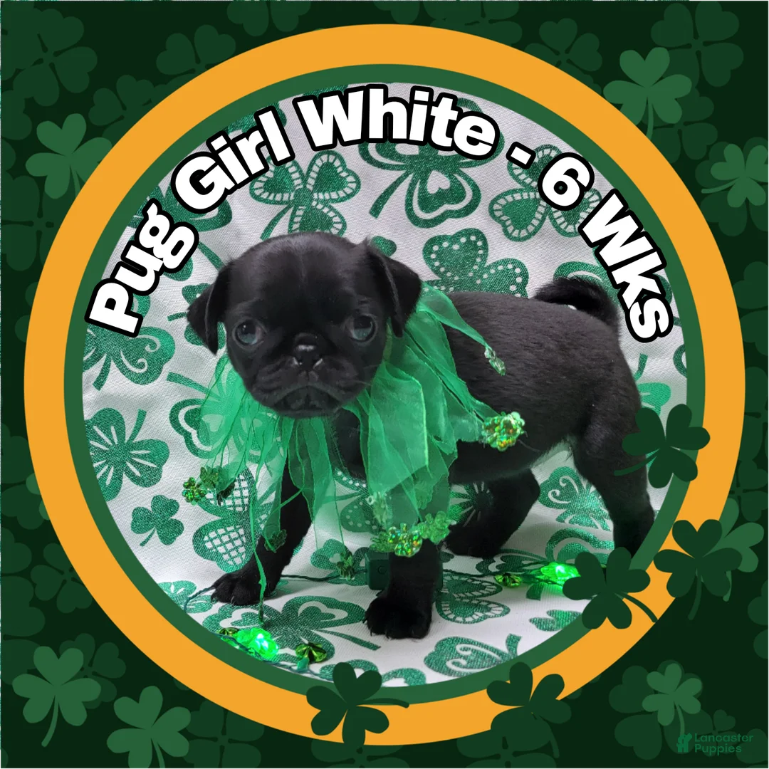 Pug dogs for sale: Pug Puppy Girl White - Ad 2