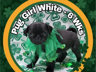 Pug dogs Pug Puppy Girl White - Ad 42