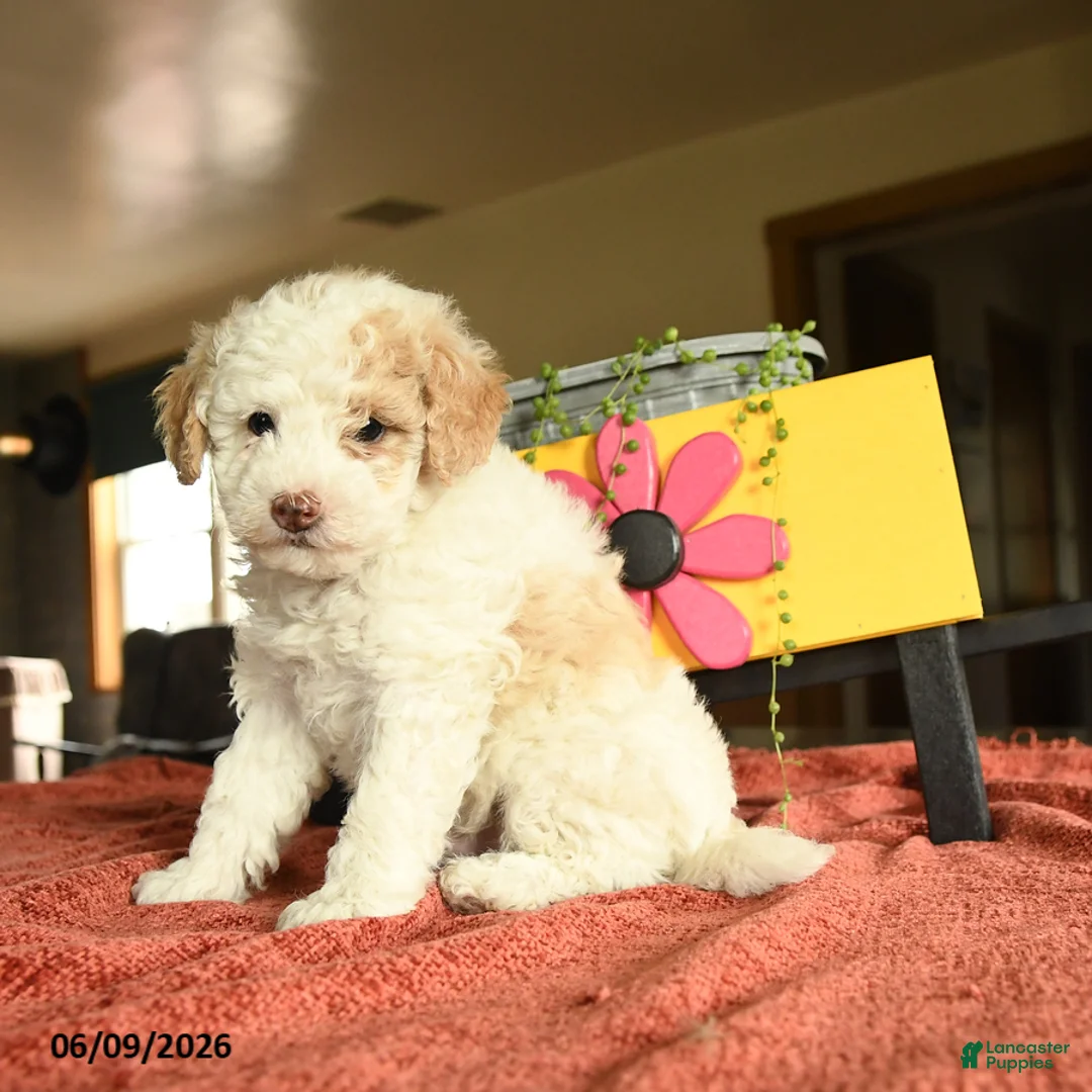 Miniature Poodle dogs for sale: Carson - Ad 2