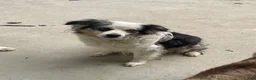 Miniature Australian Shepherd dogs for sale: Miniature Australian Shepherd 2 - Ad 6