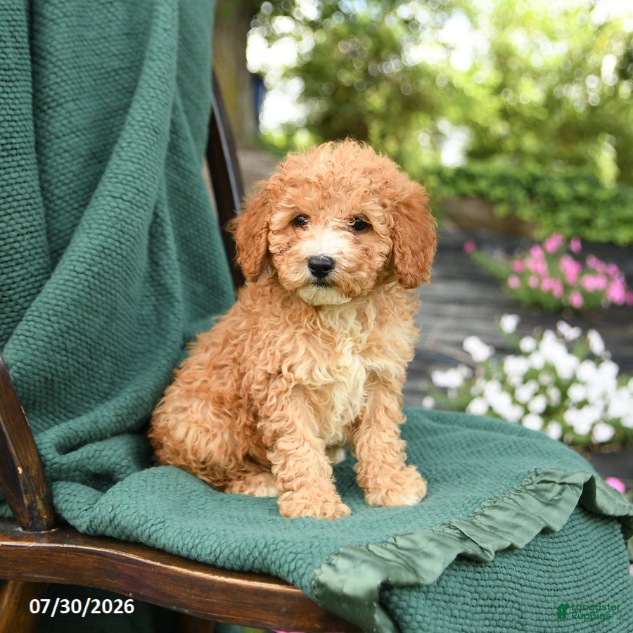 Miniature Poodle dogs Bluebell - Ad 2