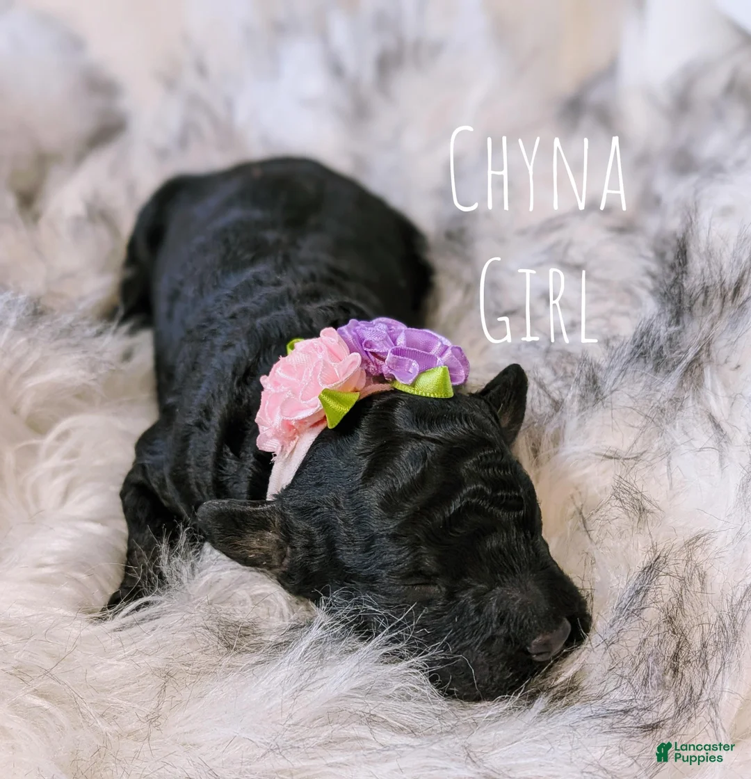 Mixed Breed dogs for sale: CHYNA  - Ad 5