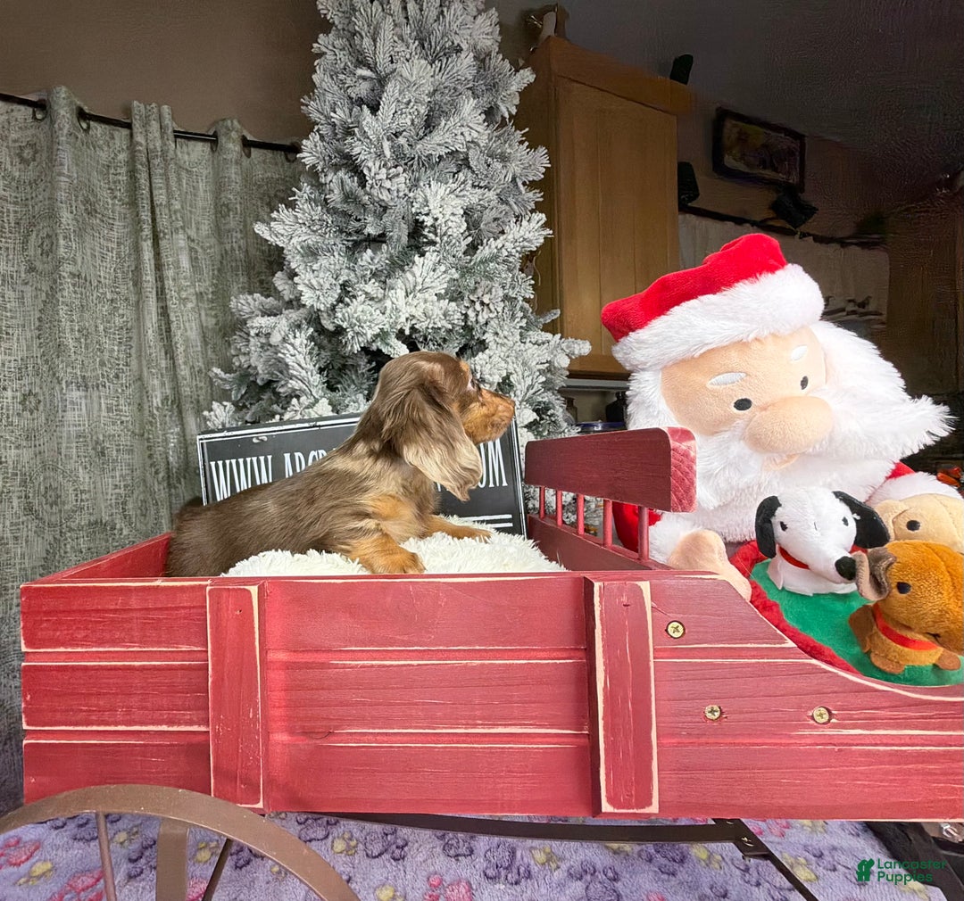 Miniature Dachshund dogs for sale: Pra clear AKC CH BRED RUSSIAN DAPPLE - Ad 7