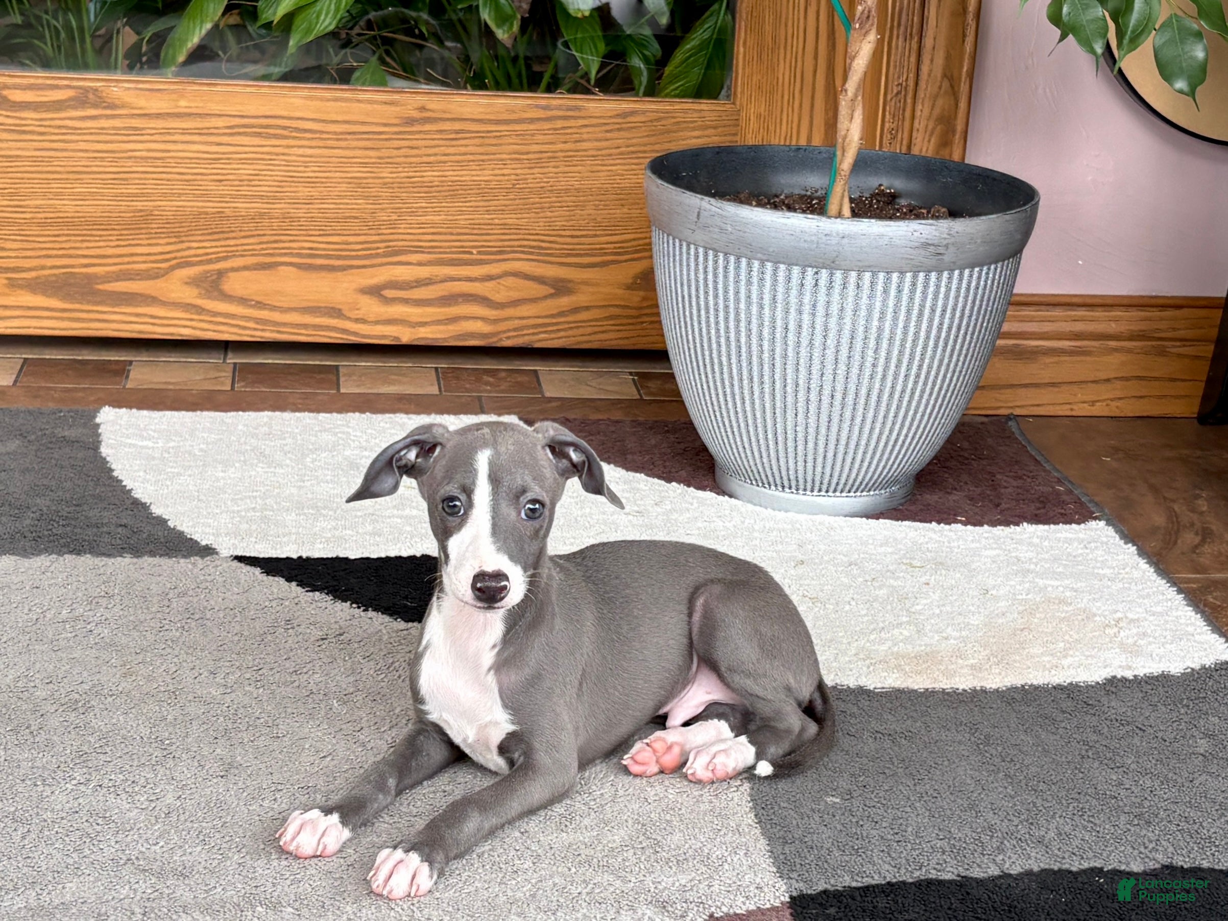 Italian Greyhound dogs Italian Greyhound 2 blue boy.  - Ad 1