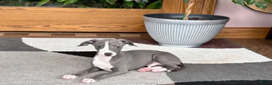 Italian Greyhound 2 blue boy. 